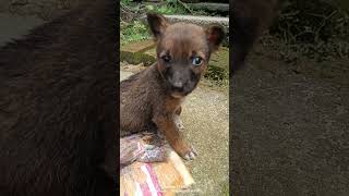 Another new case#abandoned puppy#luckly safe#now🙏🏻