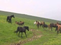 Ձիեր Իջևանի լեռներում