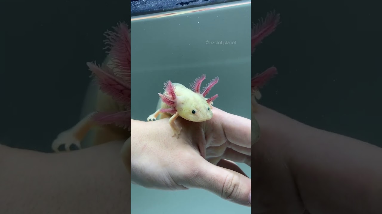 MINECRAFT - Axalote - Axolotls