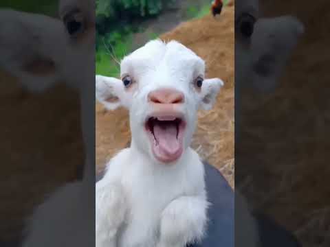 ياغنماتي ماع ماع انتو حياتي خروف العيد خروف كيوت خروف لطيف تربية الاغنام راعي الاغنام