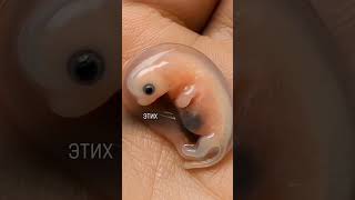 Когда плод начинает шевелиться