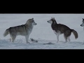 белый плен white captivity.The more I learn about people the more I love dogs "Eight Below",