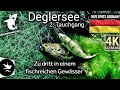 Deglersee 2. Tauchgang 2024 - Zu dritt in einem fischreichen Gewässer - DS Germany 🇩🇪 @wasserspatz