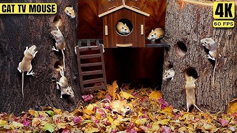 Cat TV Mouse - Ultimate Mouse Hide & Seek: Olympics Finals - You Won
