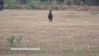 Kanni x the wolf running practice