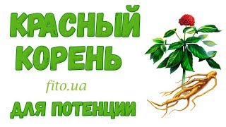 Красный корень для повышение потенции у мужчин. При импотенции, аденоме, простатите. Как применять?