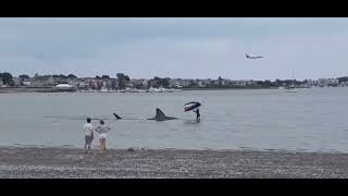 No Shark fin breaches ocean surface