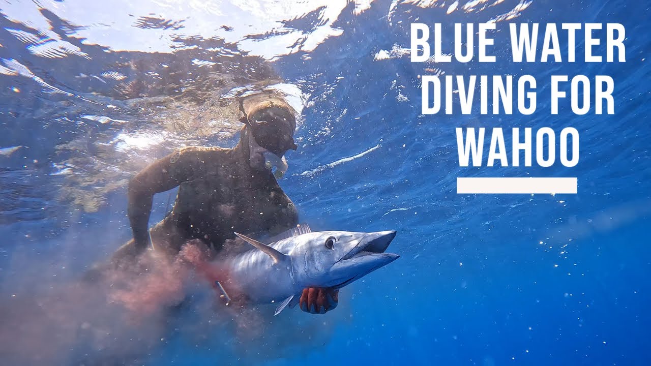 Spearfishing for Huge Ono (Wahoo) off a Jet Ski on Oahu! YouTube