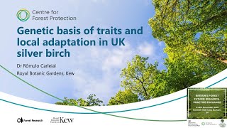 Genetic basis of traits and local adaptation in UK silver birch