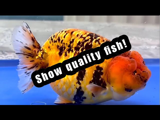 SHOW QUALITY RANCHU!  Incredible Lionchu & Hybrid ranchu 