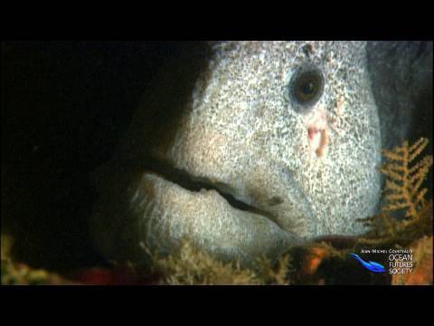 Video: Vad är nordväst i Stilla havet?