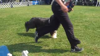 MVI 3045 - Best of Winners (a)