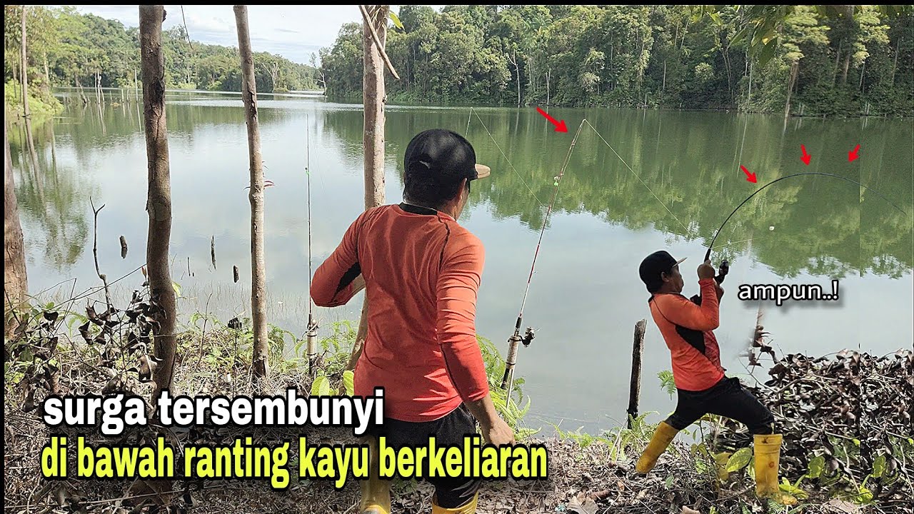 surga tersembunyi di bawah ranting kayu!! strike toman sampai kewalahan