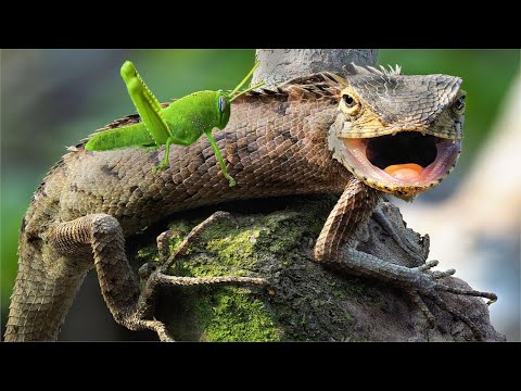 Video Làm Nhà Nuôi Rồng Đất - Cho Kỳ Nhông Ăn Cào Cào -... - youtube