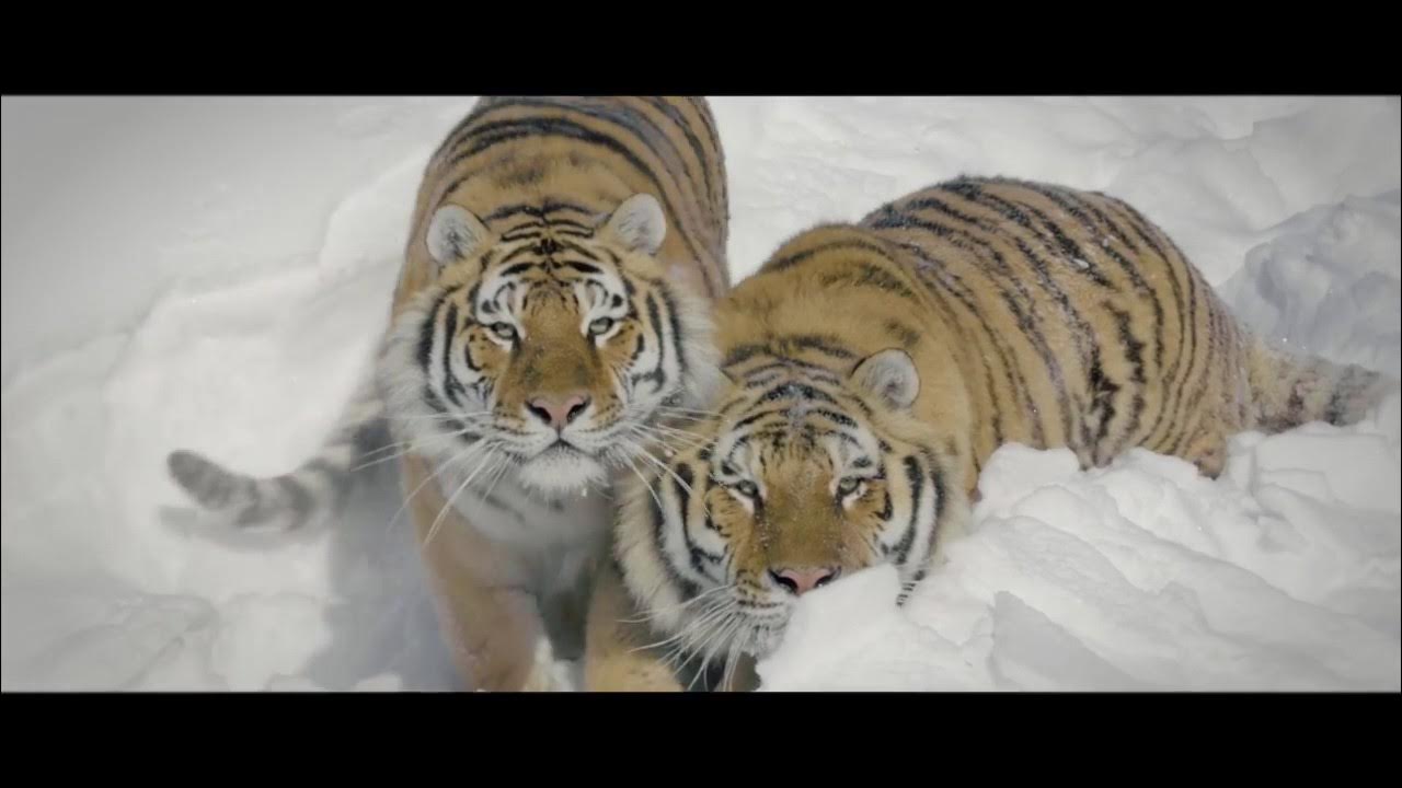 Видео тигров видео видео тигров против. Клип с тигром.