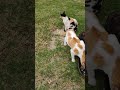 Every cat is full of food 😺