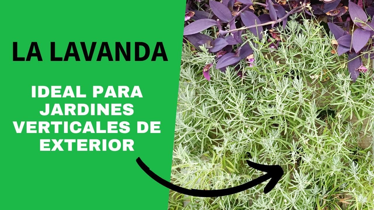 La lavanda para jardines de exterior - YouTube