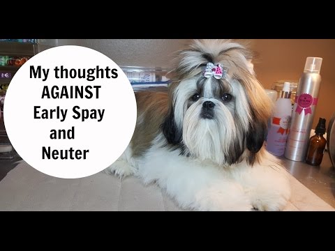 shih tzu neutering