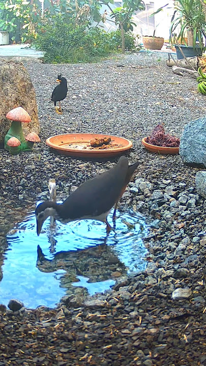 🐧white breasted waterhen bird sound 🦢