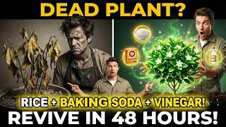 Try This Rice + Baking Soda + Vinegar  Trick and Watch Your Plants Recover in 2 Days!