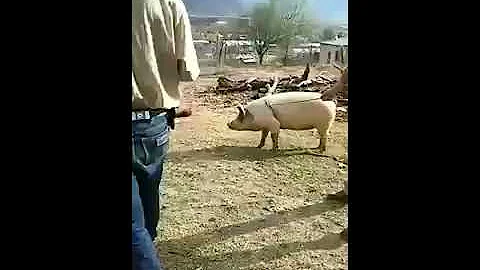 Как не нужно резать свинью