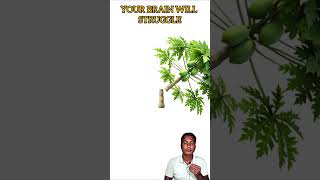 Can you match this spinning papaya tree to its correct cut?#united #unitedstates #shortvideo #shorts