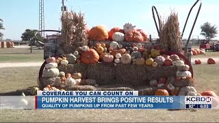 Assiter Punkin Ranch celebrating successful harvest