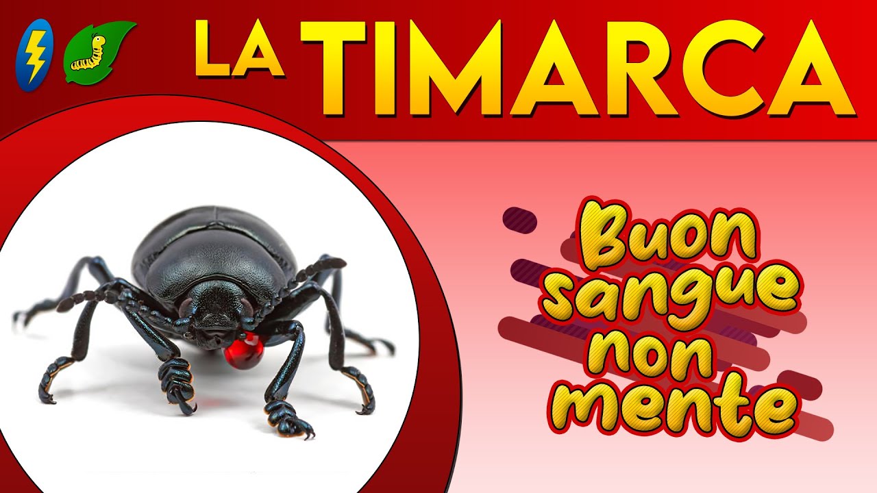 La Timarca: buon sangue non mente ⚡