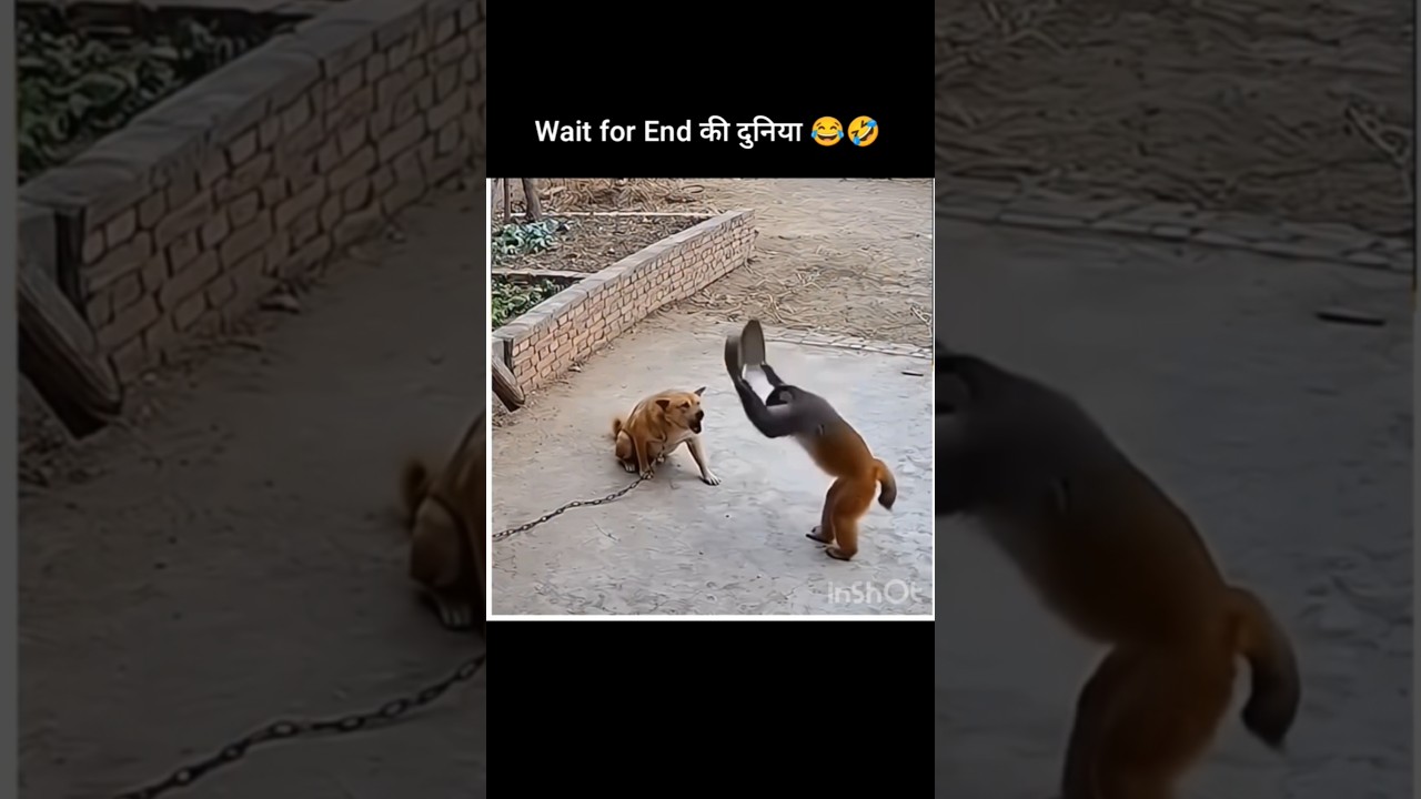 जानवरों के gajab कारनामे part 6#funny #shorts #animals