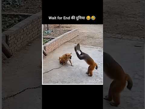 जानवरों के gajab कारनामे part 6#funny #shorts #animals