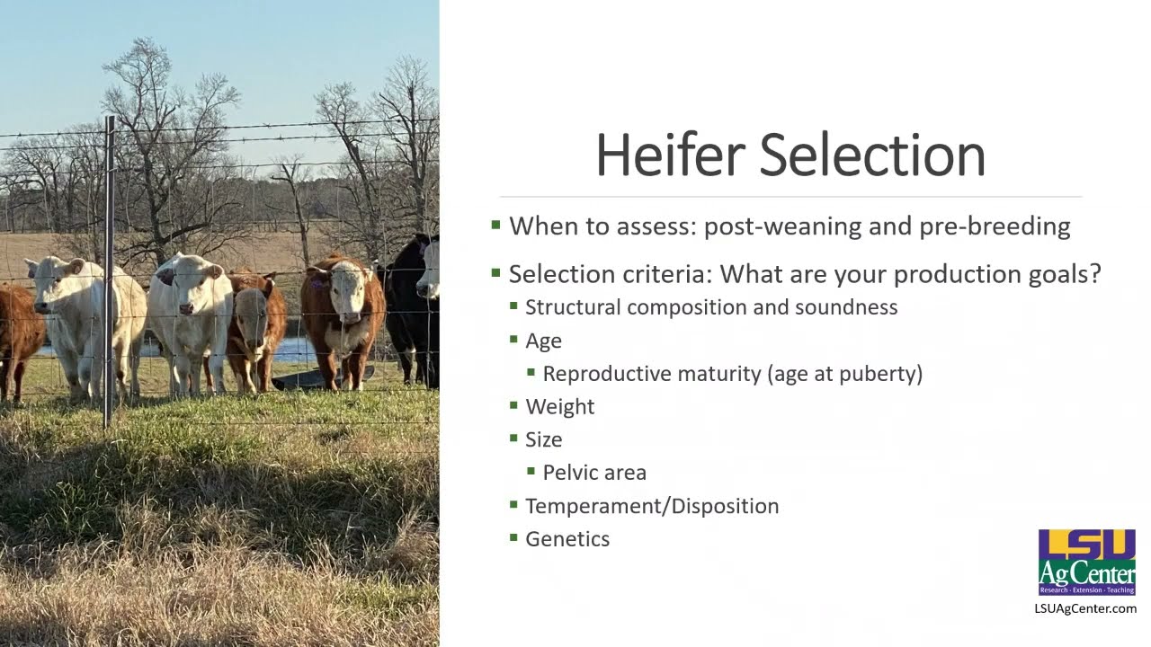 Отбор и развитие товарных телок для замены откорма – образовательная серия Beef Brunch.