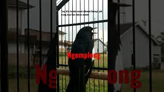 Download Lagu suara burung kacer manggil lawan, auto nyaut MP3