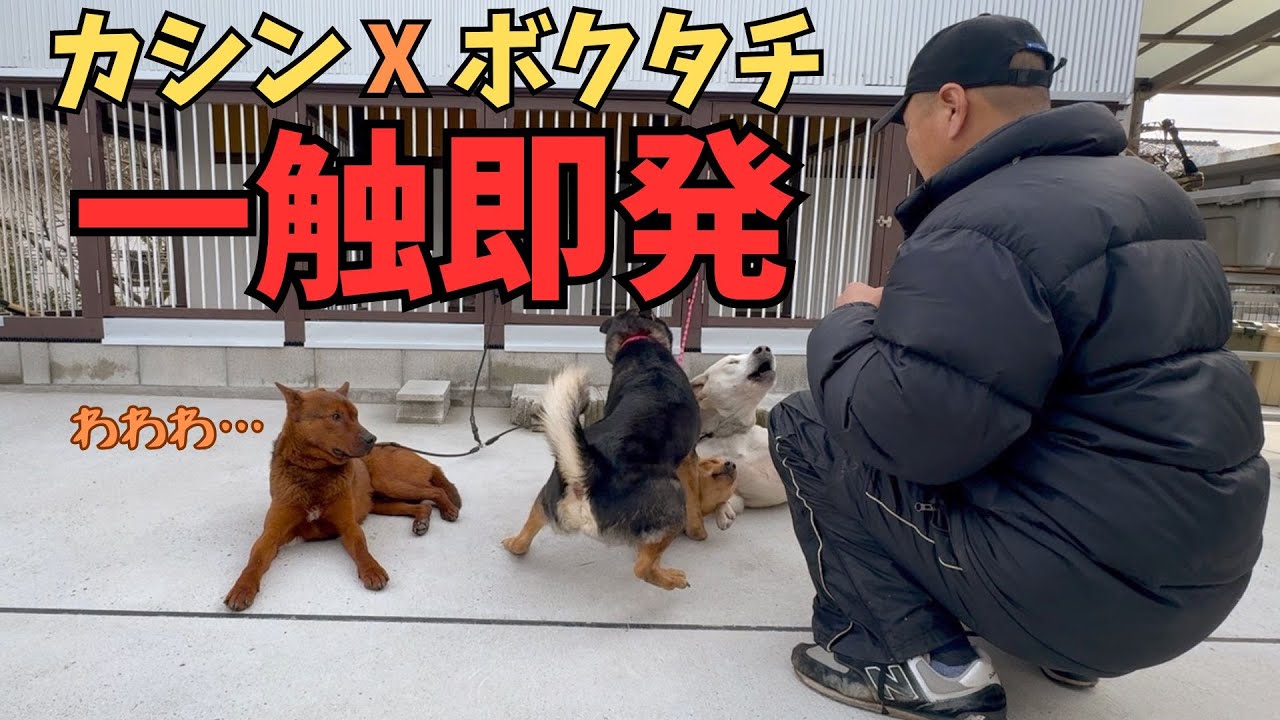 猟犬カシンと熊野地犬のボクタチ、一触即発の危険から学ぶ群馬県伊勢崎市で起きた四国犬が12人咬傷事故！
