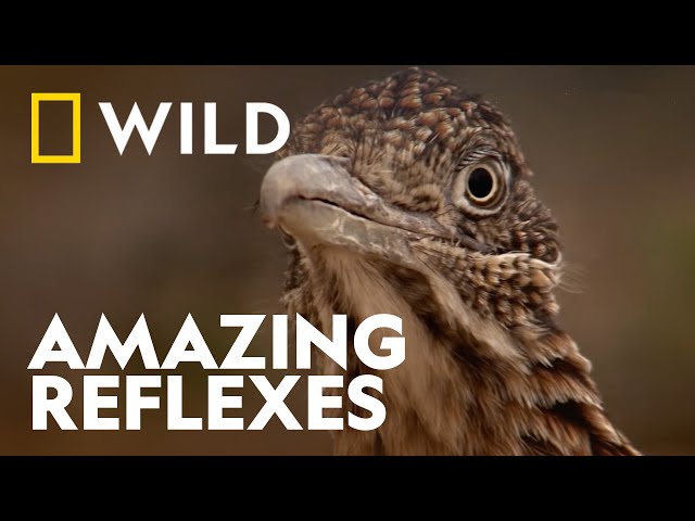 Roadrunner vs Rattlesnake | Wild, Smart and Deadly | National