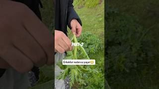 Part-2 Bu Bitkiyi Çok Beğendi Şfet