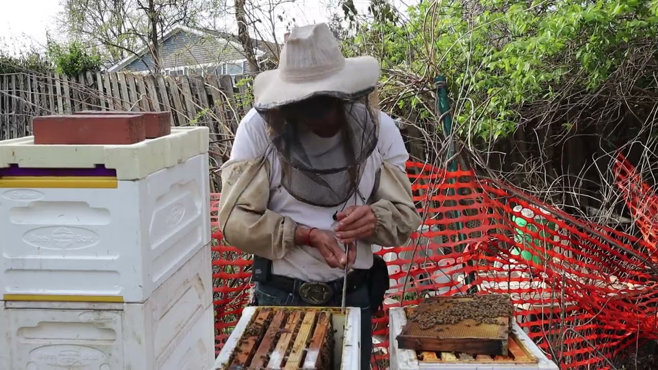 Mark Queens So The Bees Won't Kill Them