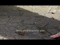 House Sparrows gathering to eat seeds from human hand on stone pavement