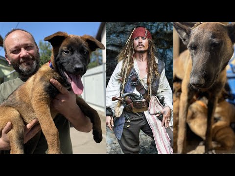 Видео: Защо мъжките кучета вдигат краката си?