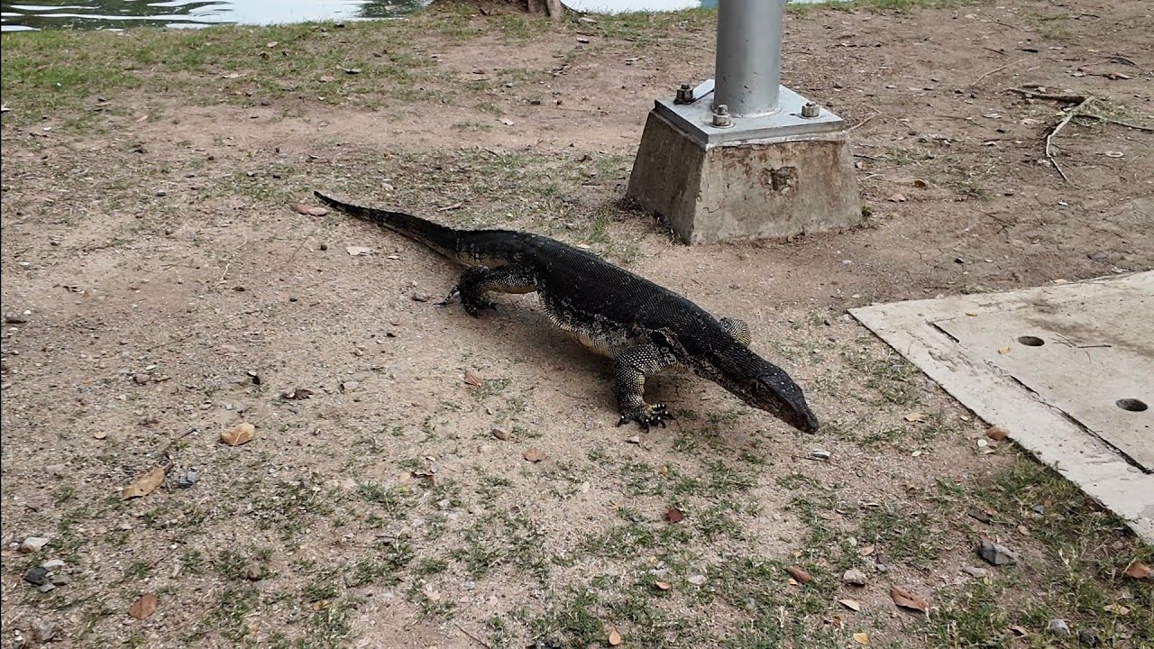 Парк Люмпини, Бангкок, Таиланд
