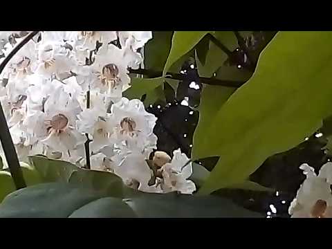 Video: Catalpa Mit 