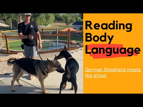 Large German Shepherd meets Prince and learn about body language.
