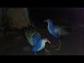 Blue Bird Exclusive Close View Night Time Kalim Bird