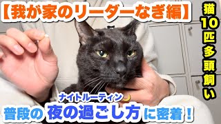 劉猫　※配送方法変更は相談してください様 劉猫 ※配送方法変更は相談してください様 配送方法を変更