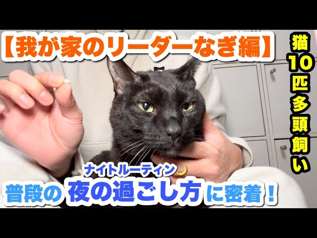 Nagi Edition] A look at how a cat owner with 10 cats spends