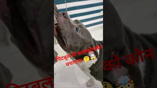 पिटबुल से आपको कौन बचाएगा 🤔🤯 #bulley #pitbull #facts #dogfacts#videos #dogshorts #dog #dogbreed#pets
