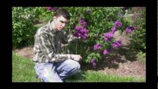 How to Grow and Care for Lilac Plants Video