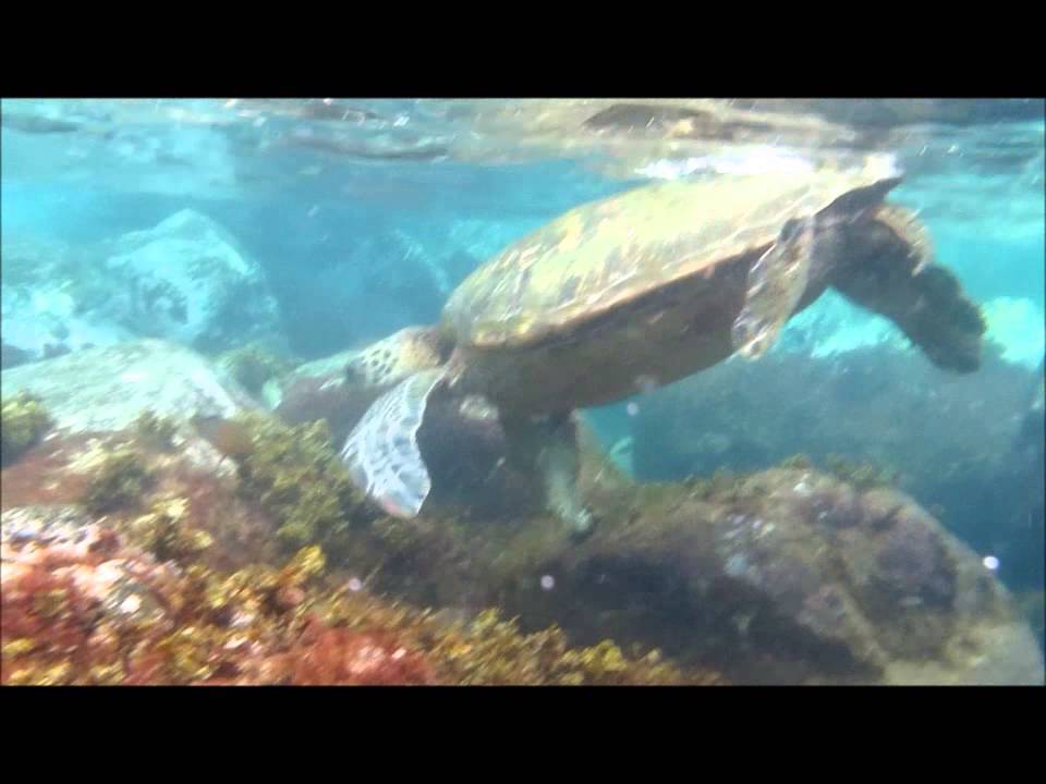 what do hawaiian green sea turtles eat what do hawaiian green sea turtles eat