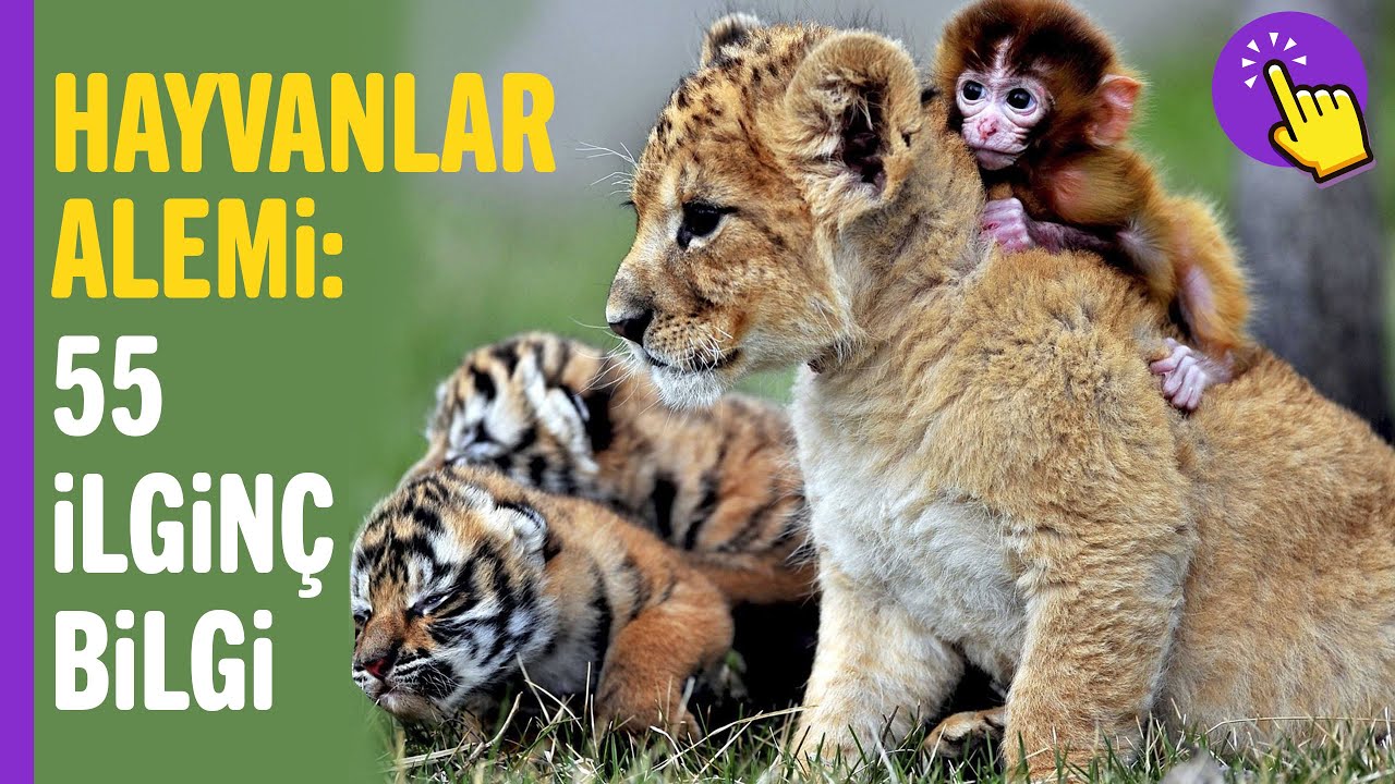 Hayvanlarla İlgili OHA Diyeceğiniz 55 İlginç Bilgi | Hayvanlar Alemi | İlginç Bilgiler