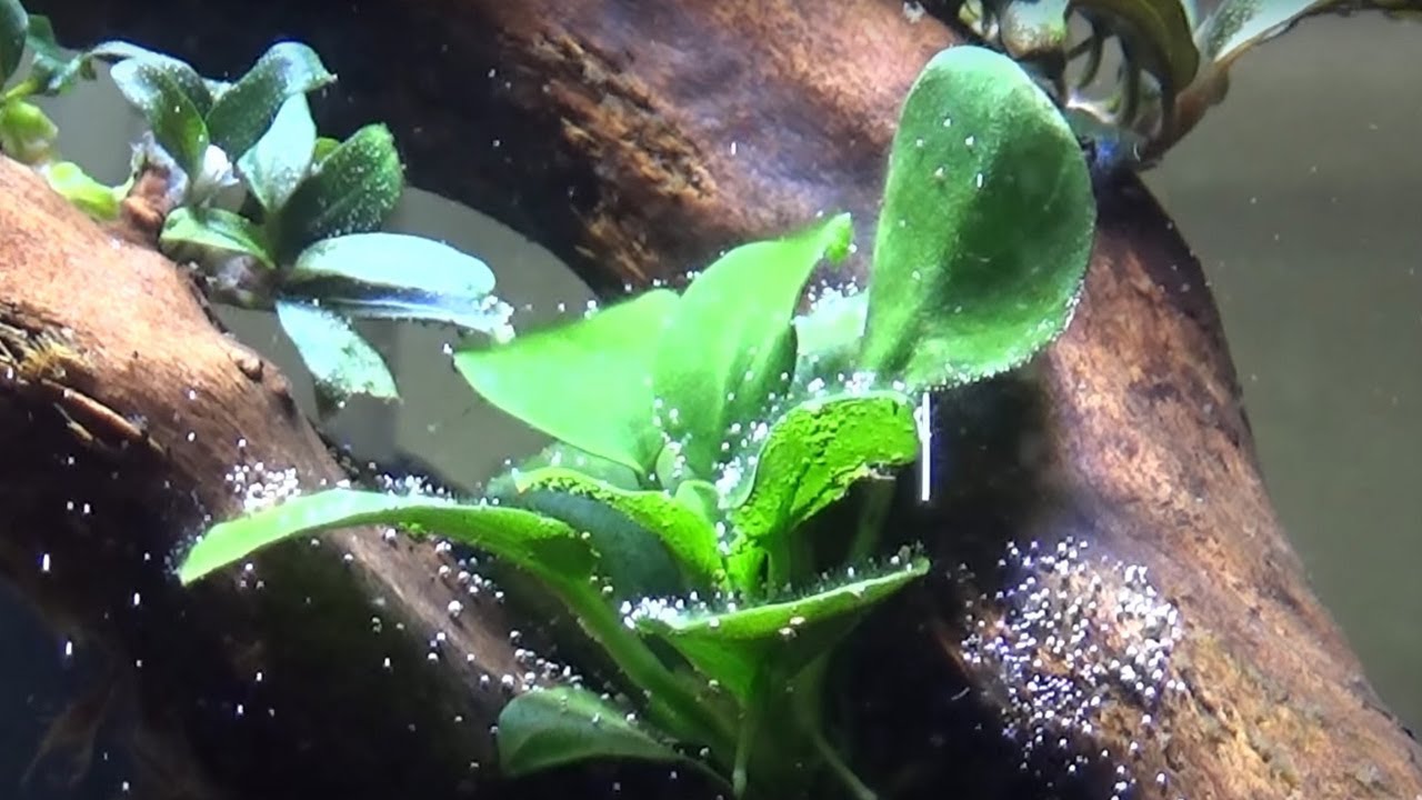 Cómo quitar algas con agua oxigenada