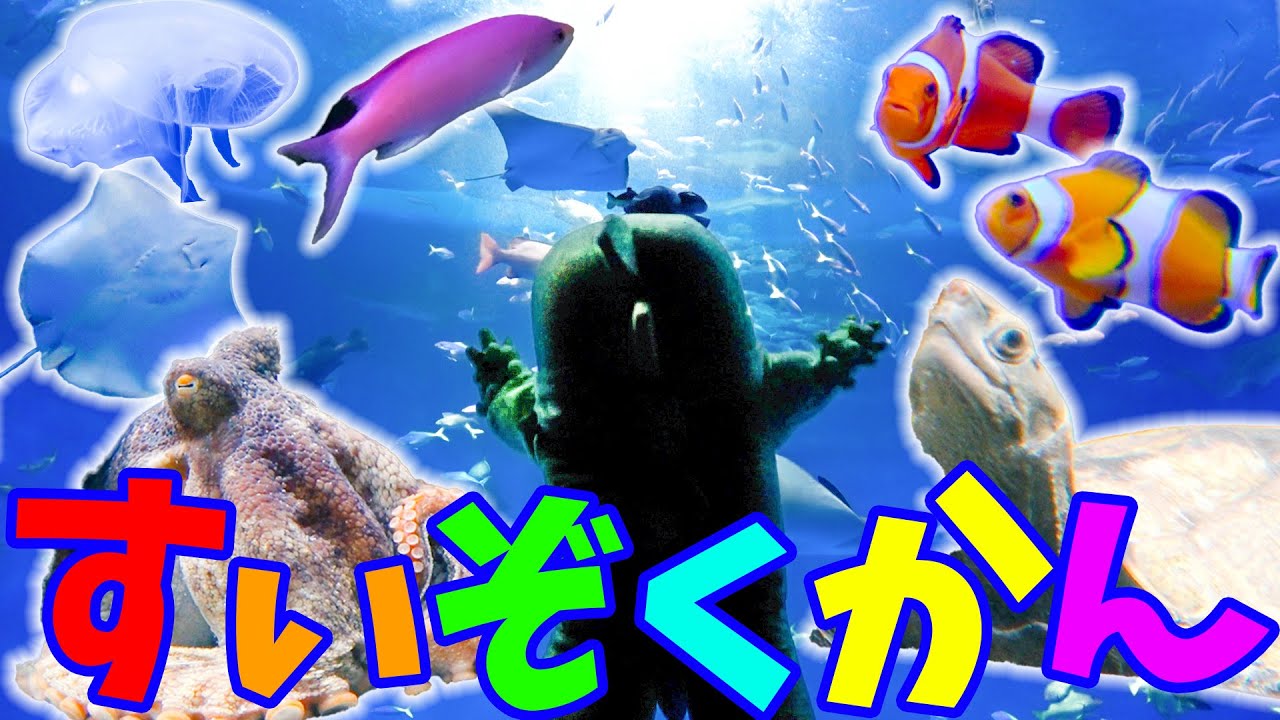 うみのいきものがたくさん♪生きた化石「ヘラチョウザメ」のごはんをたべる姿も！？他にもクラゲ・カクレクマノミ・タコ・エイみんな大集合！【神戸須磨シーワールド】#神戸須磨シーワールド #水族館